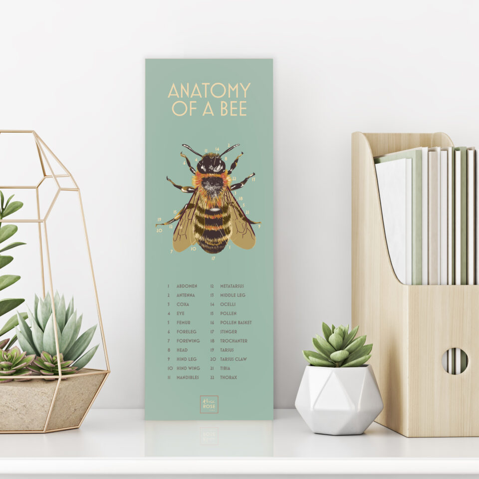 Bee Anatomy – Alice Rose