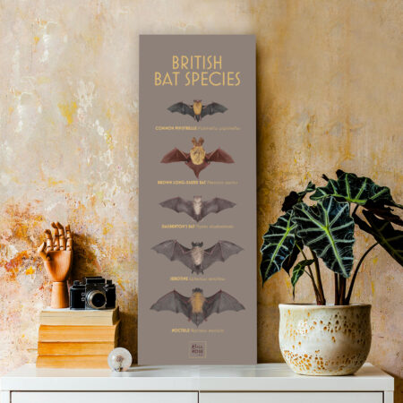 British Bat Species