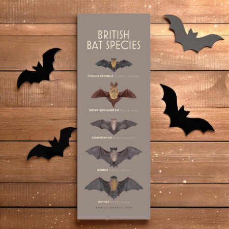 British Bat Species NEW!